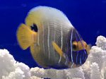 画像2: アデヤッコ　半成魚　7〜8ｃｍ (2)