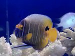 画像1: アデヤッコ　半成魚　7〜8ｃｍ (1)