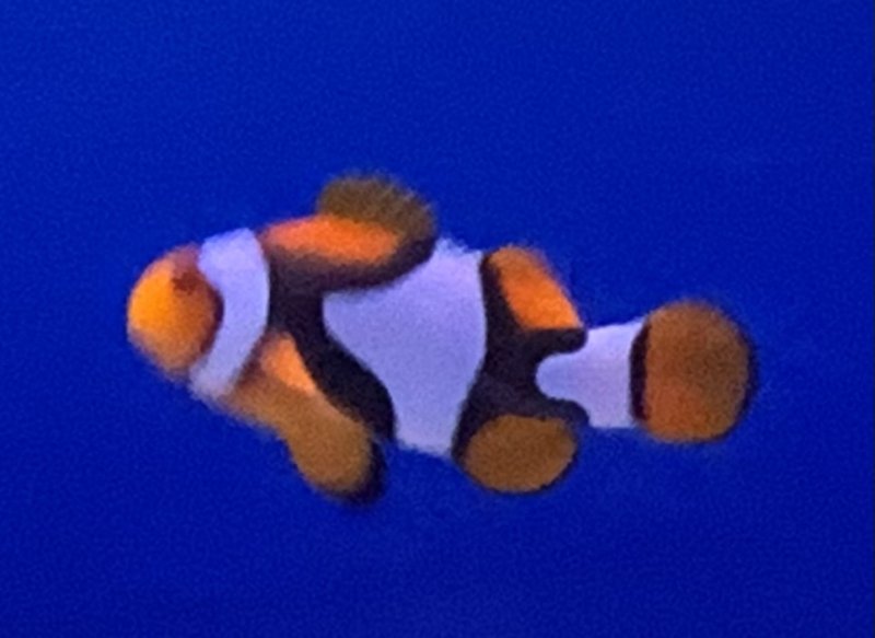 画像1: ペルクラクラウン　約5cm　パプア産 (1)