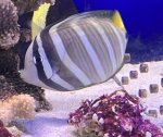 画像1: ヒレナガハギ　約12〜15cm程   (1)