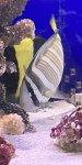 画像2: ヒレナガハギ　約12〜15cm程   (2)