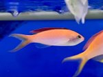 画像1: アカネハナゴイ　約5cm 粒エサ餌付け済み (1)