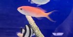 画像2: アカネハナゴイ　約5cm 粒エサ餌付け済み (2)
