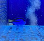 画像1: ナンヨウハギ　約4〜5cm (1)