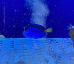 画像2: ナンヨウハギ　約4〜5cm (2)