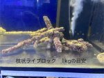 画像2: 枝状ライブロック 500gはかり売り 天然 極美 Sグレード (2)