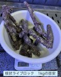 画像3: 枝状ライブロック 500gはかり売り 天然 極美 Sグレード (3)