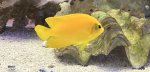 画像1: ヘラルドコガネヤッコ　約6cm (1)
