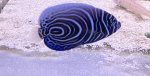 画像2: ウズマキ（タテジマキンチャクダイ幼魚)約6~7ｃｍ　 ✳︎実物写真 (2)