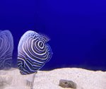画像3: ウズマキ（タテジマキンチャクダイ幼魚)約6~7ｃｍ　 ✳︎実物写真 (3)