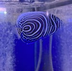 画像1: ウズマキ（タテジマキンチャクダイ幼魚)約6~7ｃｍ　 ✳︎実物写真 (1)