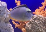 画像1: ミヤコテングハギ　約5cm程 (1)
