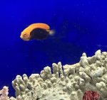 画像3: アフリカンピグミーエンゼルフィッシュ　約5~6cm (3)