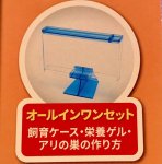 画像6: アリの巣立体観察　ケース付き　エサやり＆水やり不要！　自由研究にもオススメ！ (6)