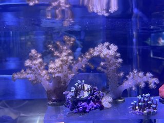 海水魚・サンゴの老舗 ひかるアクアリュームネットショップ