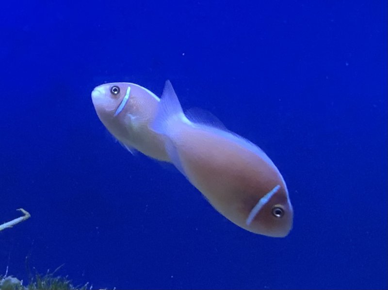 画像4: ハナビラクマノミ 4〜5cm (4)