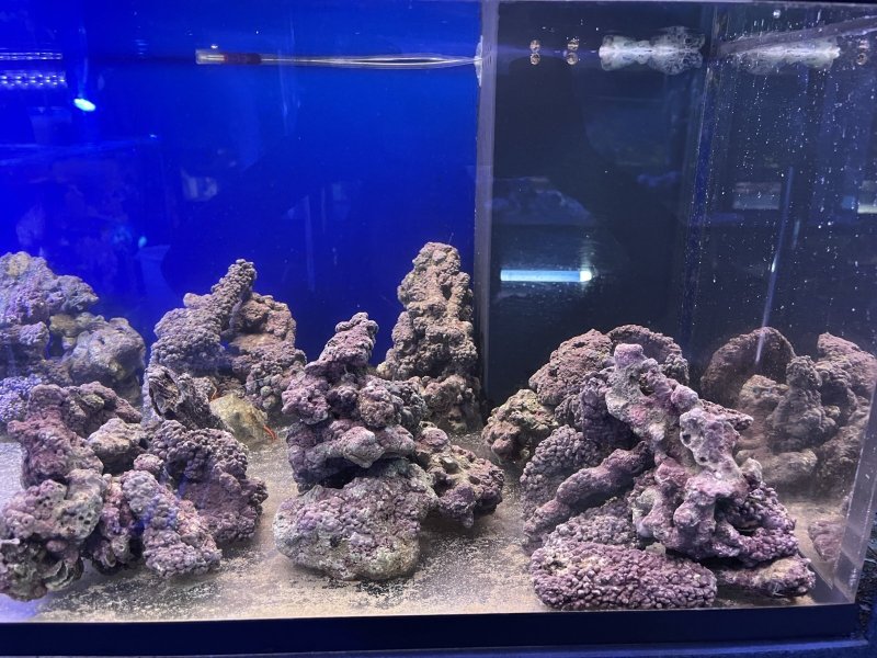 画像3: ライブロック　天然　約1ｋｇ (3)