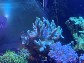 AQUA Coral出品ページ FUL ペンシルーラー FUL AQUA - 共栄プラスチック