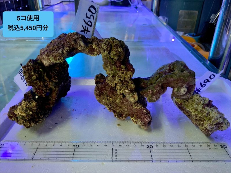 画像6: ライブロック　天然　約1ｋｇ (6)