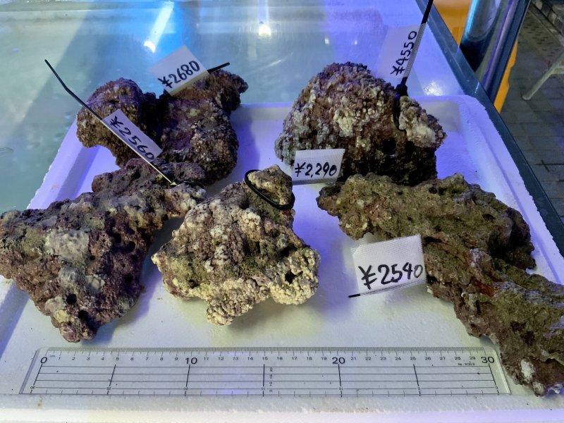 画像7: ライブロック　天然　約1ｋｇ (7)