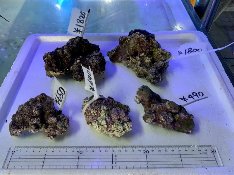 画像5: ライブロック　天然　約1ｋｇ (5)