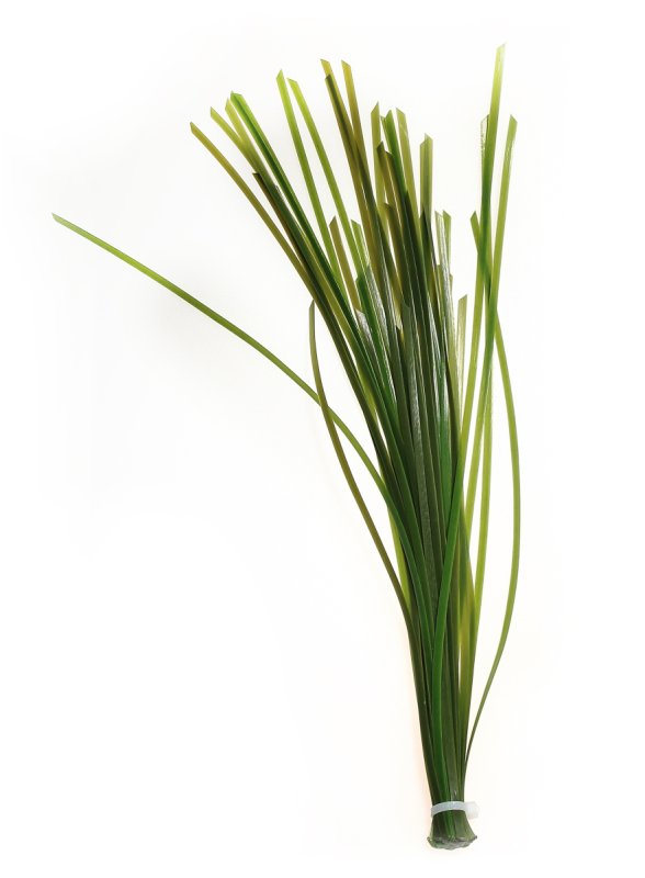 画像1: 【お取寄商品】レプリカ海藻　グラス　台なし　ナチュラルグリーン　37cm TR S2 (1)