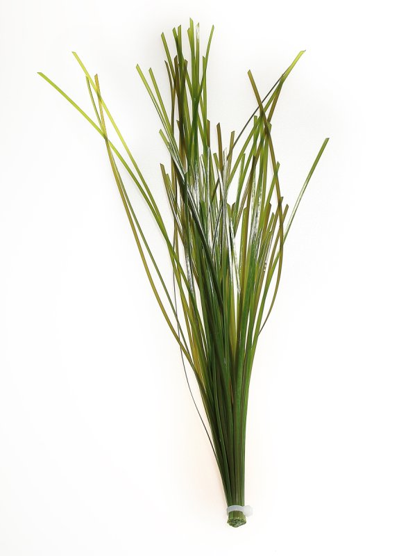 画像1: 【お取寄商品】レプリカ海藻　アマモ　台なし　ナチュラルグリーン　37cm TR S1 (1)