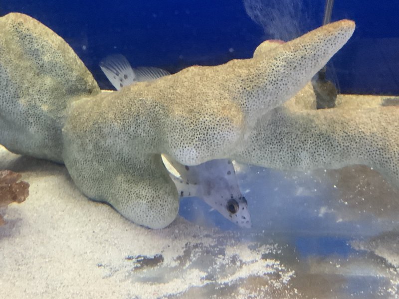 画像2: サラサハタ　約10〜12cm　餌付け済　※実物写真 (2)