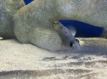 画像1: サラサハタ　約10〜12cm　餌付け済　※実物写真 (1)