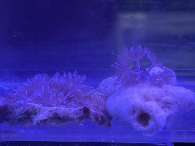画像1: パクパクウミアザミ　SSサイズ　約3cm（開いた状態） (1)
