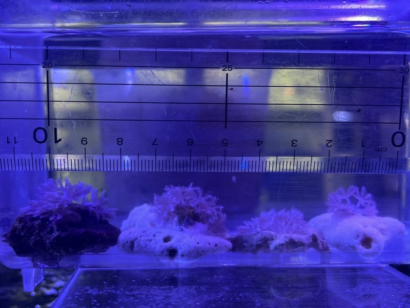 画像2: パクパクウミアザミ　SSサイズ　約3cm（開いた状態） (2)