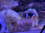画像1: ハタゴイソギンチャク　約15cm　✳︎実物写真 (1)