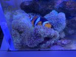 画像3: ハタゴイソギンチャク　約15cm　✳︎実物写真 (3)