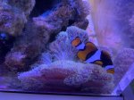 画像2: ハタゴイソギンチャク　約15cm　✳︎実物写真 (2)