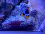 画像4: ハタゴイソギンチャク　約15cm　✳︎実物写真 (4)