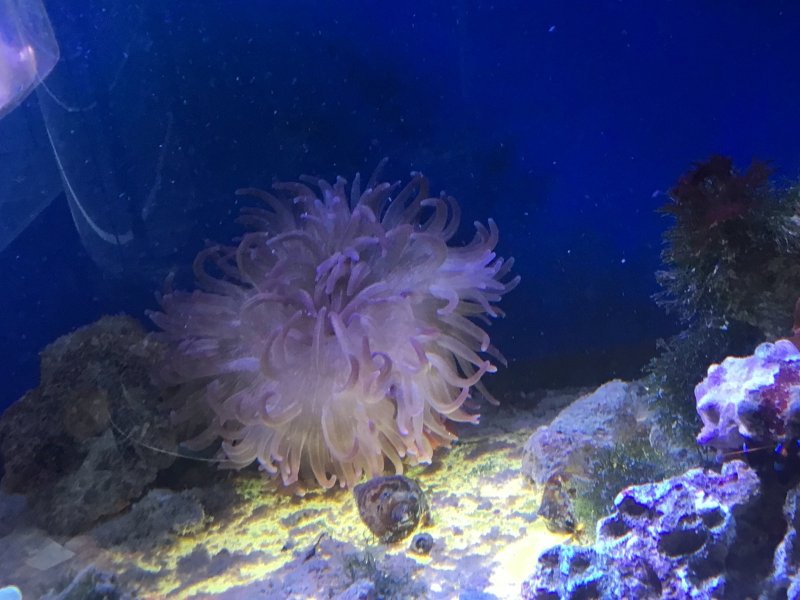 画像1: LTイソギンチャク　パープル　約15ｃｍ　☆レア☆極美！ (1)