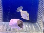 画像1: フチドリカワハギ（2）　約5cm　カーリー退治！ (1)