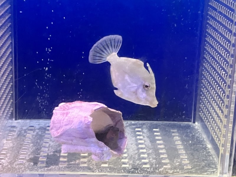 画像1: フチドリカワハギ　約5cm　カーリー退治！ (1)