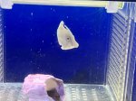 画像4: フチドリカワハギ（2）　約5cm　カーリー退治！ (4)