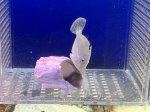 画像2: フチドリカワハギ（2）　約5cm　カーリー退治！ (2)