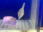 画像3: フチドリカワハギ（2）　約5cm　カーリー退治！ (3)