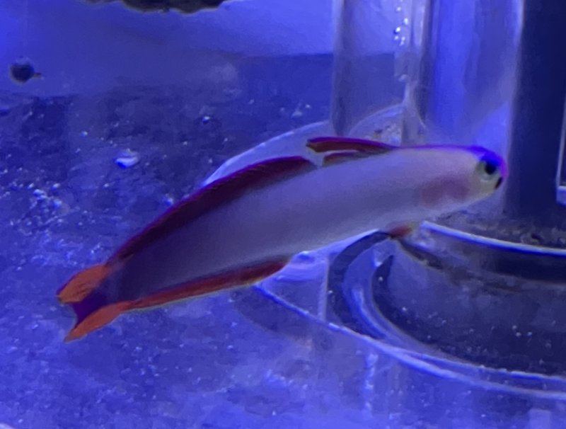 画像1: アケボノハゼ　約5cm 粒エサ餌付け済 (1)