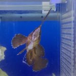 画像4: ツマジロハオコゼ ±8cm 人工エサ餌付け済み (4)