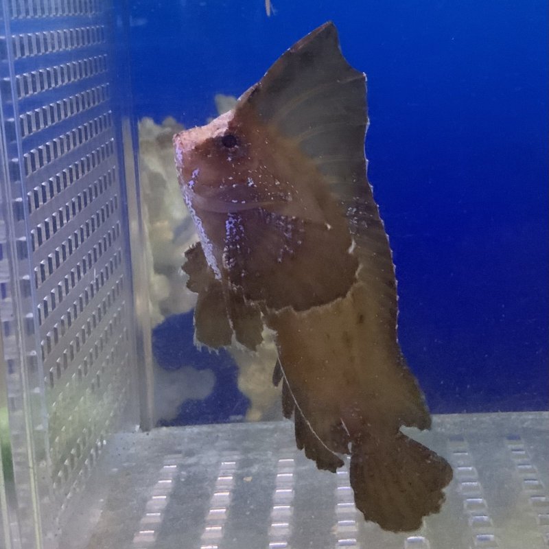 画像1: ツマジロハオコゼ 約8cm (1)
