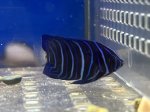 画像6: アズファーエンゼルフィッシュ　幼魚　約3ｃｍ　粒エサ餌付け済み (6)