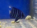 画像1: アズファーエンゼルフィッシュ　幼魚　約3ｃｍ　粒エサ餌付け済み (1)