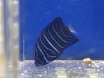 画像5: アズファーエンゼルフィッシュ　幼魚　約3ｃｍ　粒エサ餌付け済み (5)