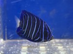 画像3: アズファーエンゼルフィッシュ　幼魚　約3ｃｍ　粒エサ餌付け済み (3)