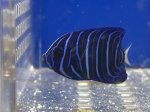 画像4: アズファーエンゼルフィッシュ　幼魚　約3ｃｍ　粒エサ餌付け済み (4)