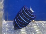画像2: アズファーエンゼルフィッシュ　幼魚　約3ｃｍ　粒エサ餌付け済み (2)